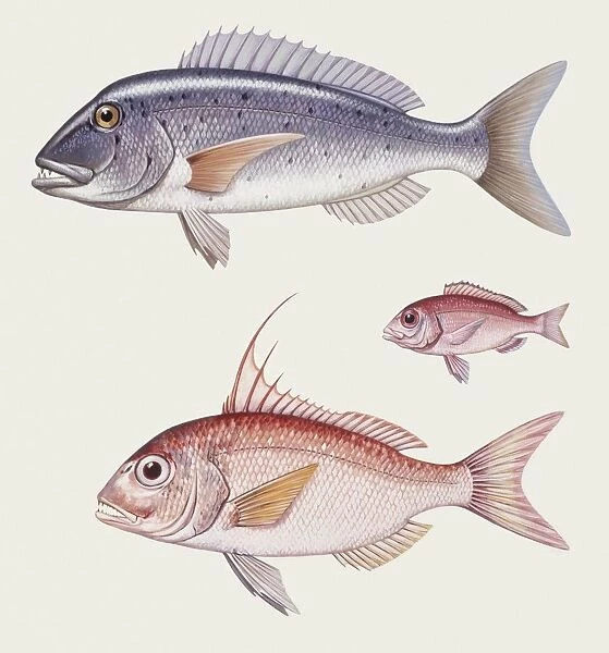 Zoology: Fishes: Perciformes Sparidae - Large-eye dentex (Dentex macrophthalmus ) Pink dentex, (Dentex gibbosus ), illustration
