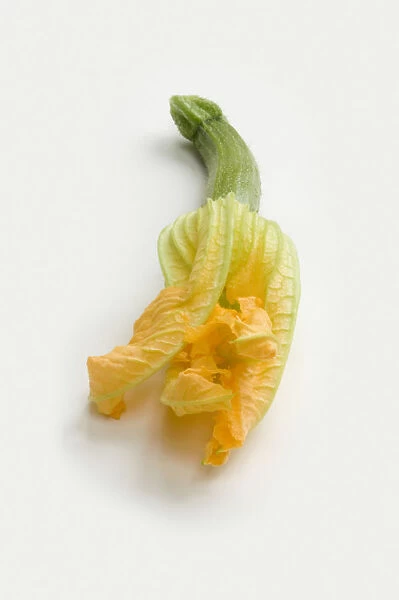 Zucchini (Courgette), edible flower head