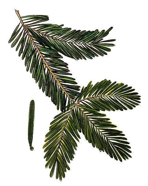 Abies alba, the European silver fir or silver fir