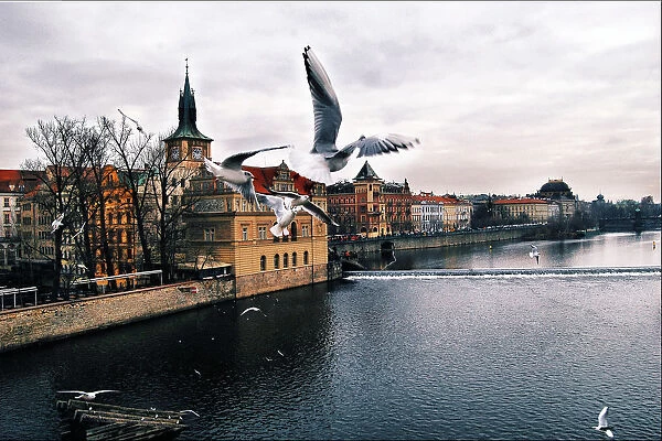 Birds flying in Prague