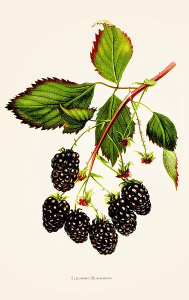 Blackberry illustration 1892