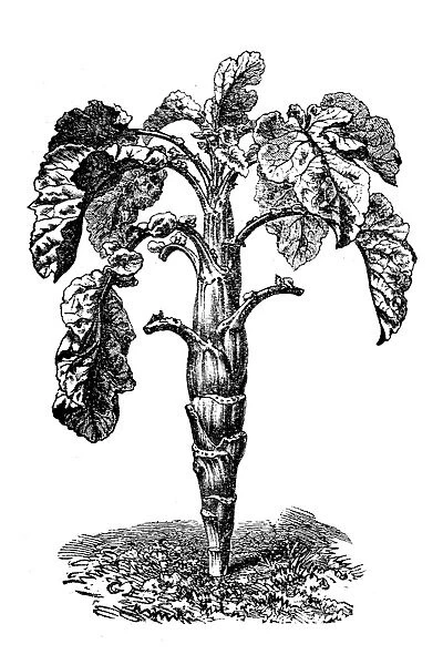 Brassica oleracea, wild cabbage or Forage kale