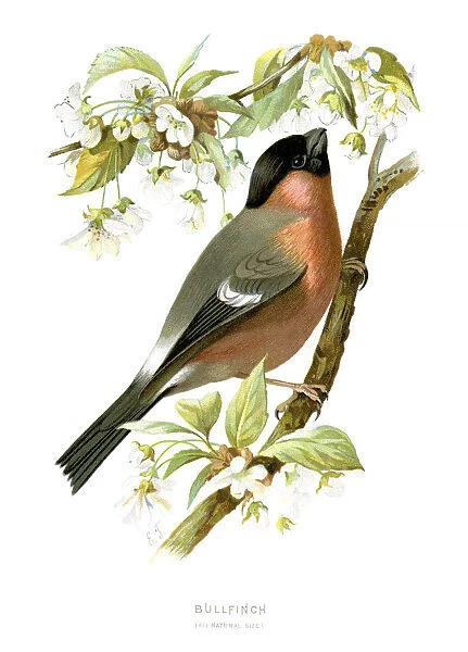 Bullfinch. Vintage colour lithograph from 1883 of a Bullfinch
