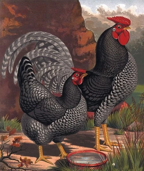 Chicken And Cockerel