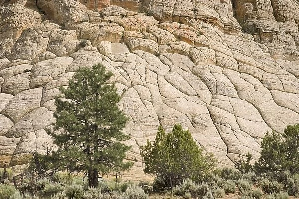 Cross-Bedded Sandstone On A Petrified Sand Dune At Grand Staircase-Escalante National Monument