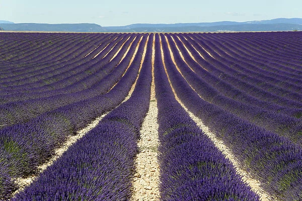 Field of lavender -Lavandula angustifolia-, Valensole, Alpes-de-Haute-Provence, Provence-Alpes-Cote dAzur, France