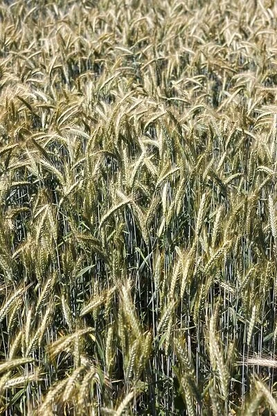 Field of Rye -Secale cereale-