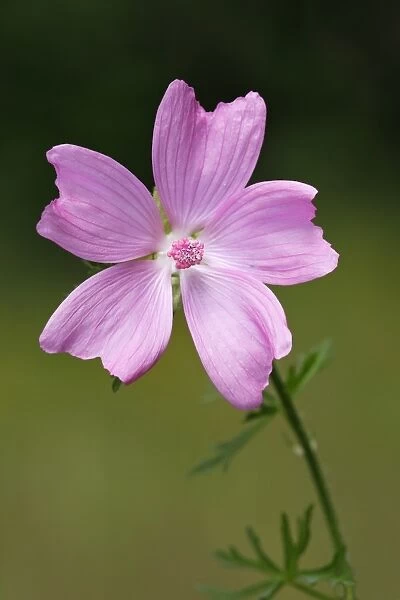 Flowering Musk-Mallow -Malva moschata-, medicinal plant