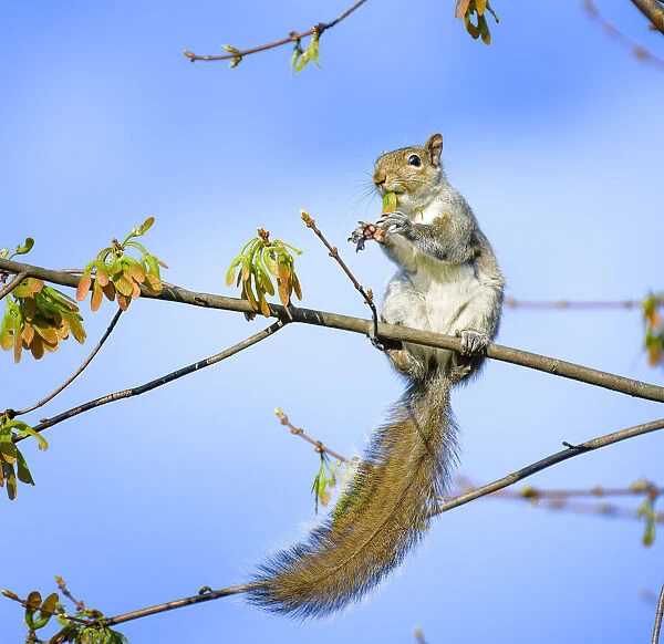 Funny Squirrel Eating Leaves Against Blue Sky in Pennsylvania