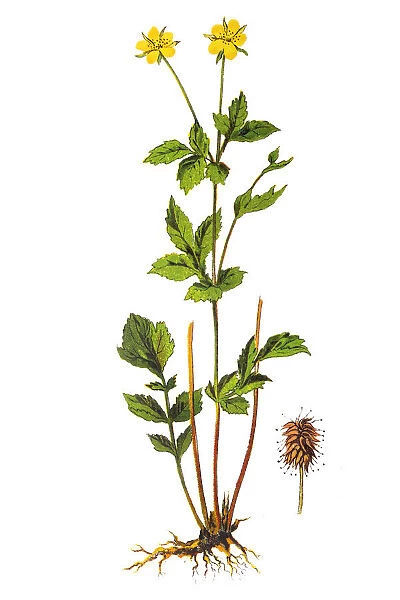 Geum urbanum, also known as wood avens, herb Bennet, colewort and St. Benedicts herb