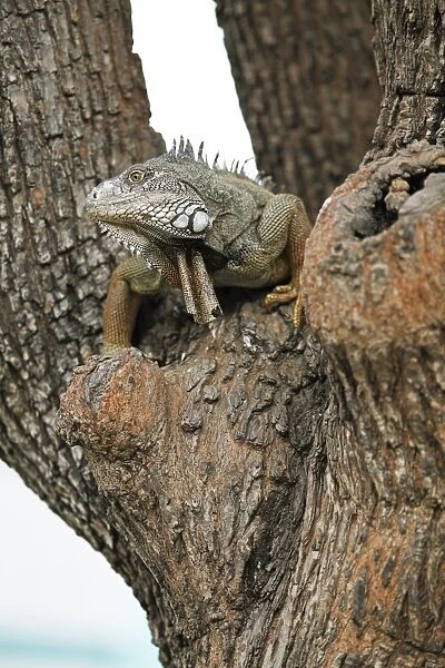 Green Iguana -Iguana iguana-, adult, sitting on a tree, Guayaquil, Guayas Province, Ecuador