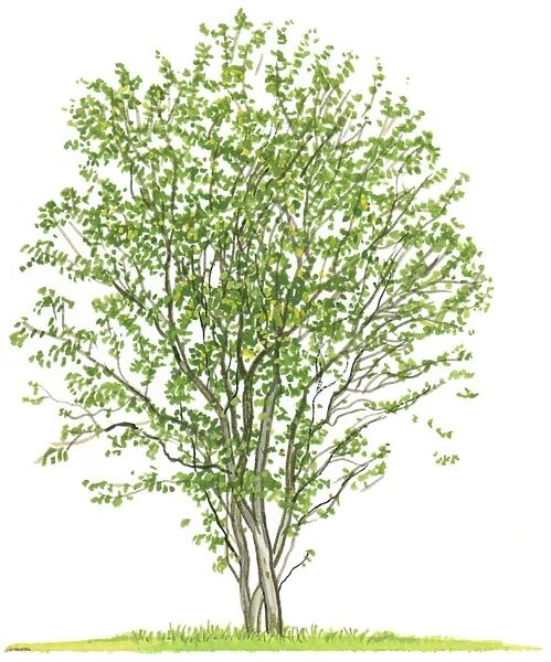Illustration of Amelanchier alnifolia (Saskatoon Berries), a small tree showing shape of canopy and summer leaves
