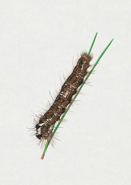 Illustration of Pine-tree Lappet (Dendrolimus pini) caterpillar blades of grass