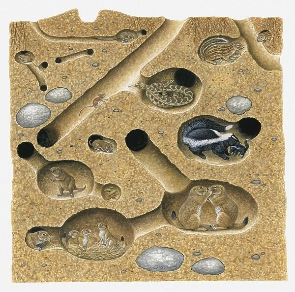 Illustration of Thirteen-lined Ground Squirrel, Striped Skunk, Prairie Rattlesnake, Plains Pocket Gopher, Black-tailed Prairie Dog, and northern pocket gopher in burrow and tunnel system