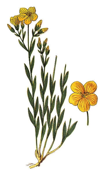 Linum flavum, the golden flax or yellow flax