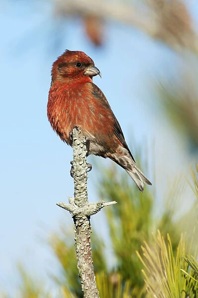 Male red crossbill