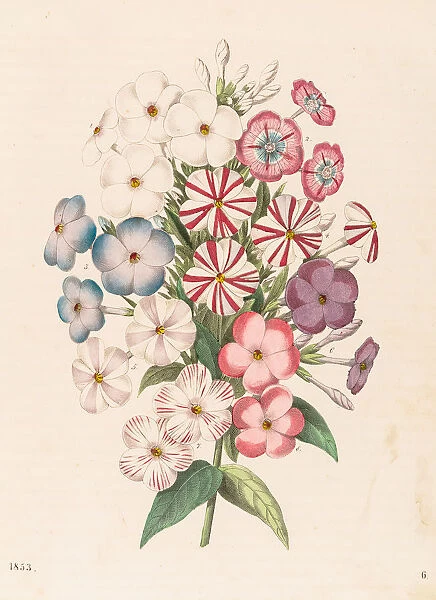 Perennial phlox flowers illustration 1853
