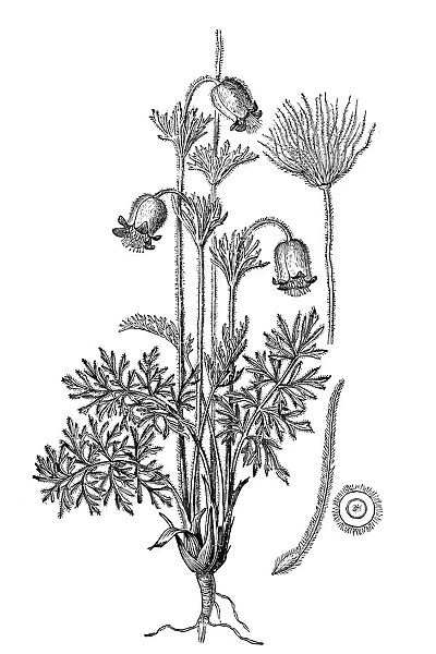 Pulsatilla pratensis (small pasque flower)