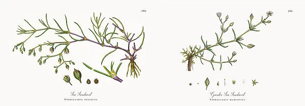 Sea Sandwort, Spergularia neglecta, Victorian Botanical Illustration, 1863