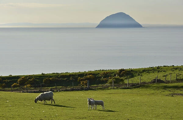Sheep on a pasture in front of the island of Ailsa Craig, Creag Ealasaid, Elizabeths rock, in the Firth of Clyde, Girvan, South Ayrshire, Scotland, United Kingdom
