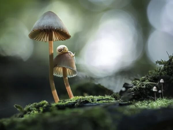 snails atop mushrooms