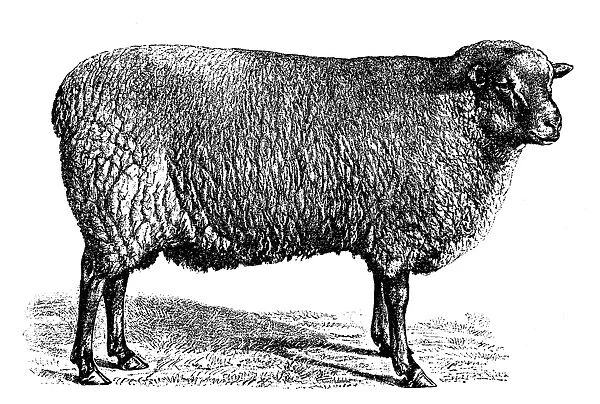 Southdown sheep