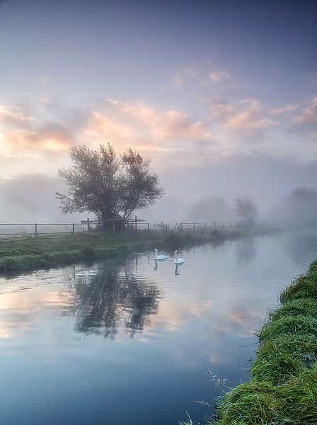 Swans on a Dawn Misty River