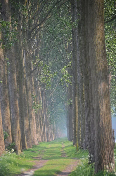 Tree lined lane