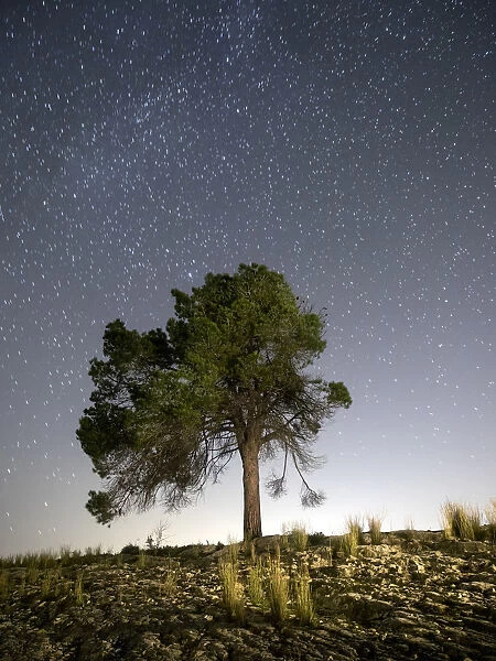Tree on the top of a mountain a night of sky with stars