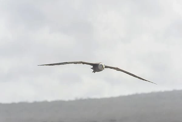 Waved Albatross or Galapagos Albatross -Phoebastria irrorata- in flight, Isla Espanola, Galapagos Islands
