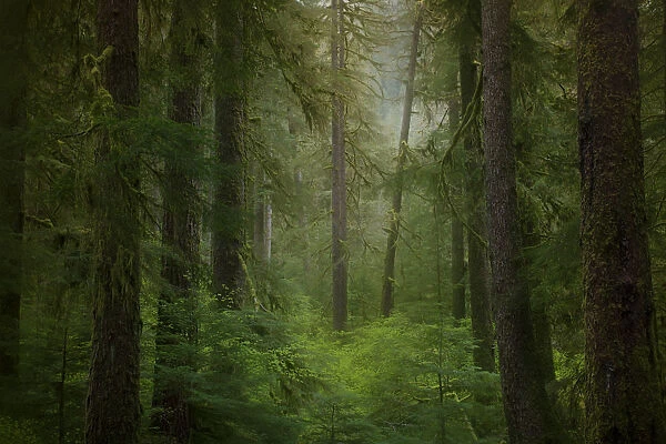 Western hemlock trees (Tsuga Heterophylla) in rainforest, Olympic National Park, Washington State, USA