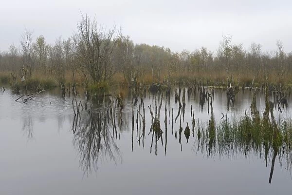 Wetland rehydration with dead Birch trees -Betula pubescens-, Bargerveen, Drenthe Province, The Netherlands