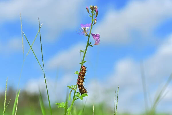 Kenya-Nature-caterpillar