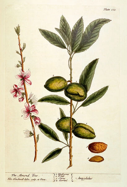 The Almond Tree, plate 105 from A Curious Herbal