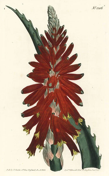 Aloe tree - Narrow leaved sword aloe, Aloe arborescens. Handcoloured copperplate engraving by F. Sansom Jr. after an illustration by Sydenham Edwards from William Curtis Botanical Magazine, T. Curtis, London, 1810