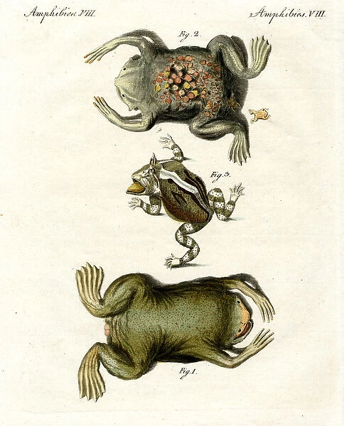 American toads (coloured engraving)