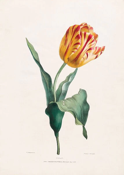 Antique Tulip Print by Valentine Bartholomew, 1822 (lithograph)