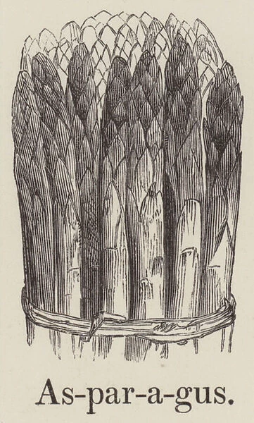 Asparagus (engraving)