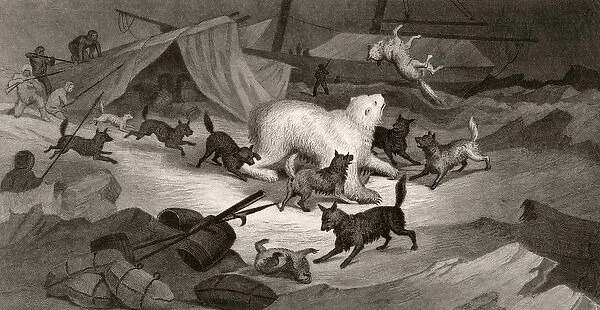Bear Hunt, engraved by J. C. McRea, from Arctic Explorations in the Years 1853