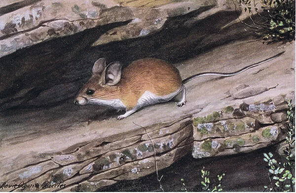 Big Eared Pinion Mouse represents the white footed clan in the rugged canyons of