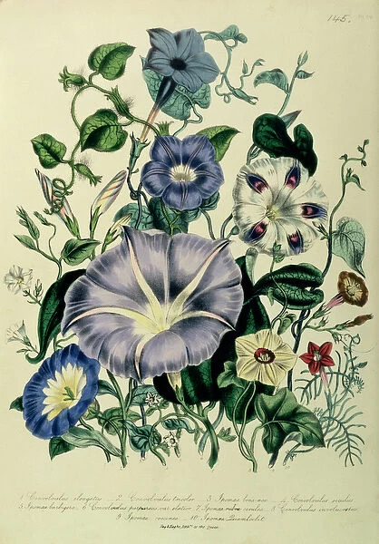 Bindweed, plate 26 from The Ladies Flower Garden, published 1842