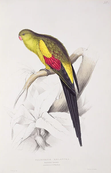 Black-Tailed Parakeet (colour litho)
