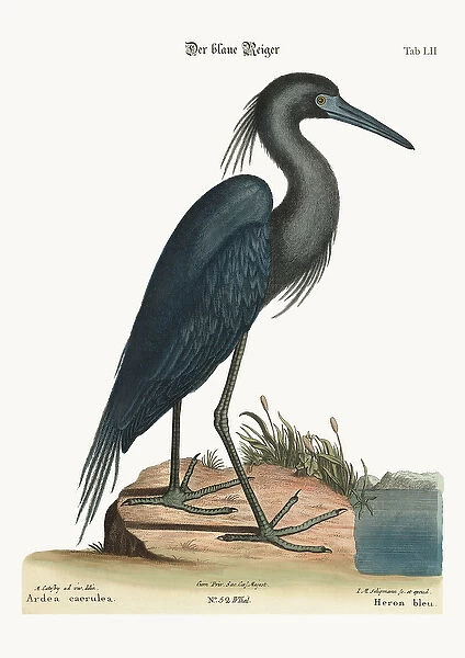 The blue Heron, 1749-73 (coloured engraving)