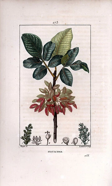Botany: 'Pistachio, branch and fruit (pistachio nut tree, Pistacia vera, with branch, leaves, ripe fruits. Handcoloured stipple copperplate engraving by Lambert Junior from a drawing by Pierre Jean-Francois Turpin from Chaumeton)