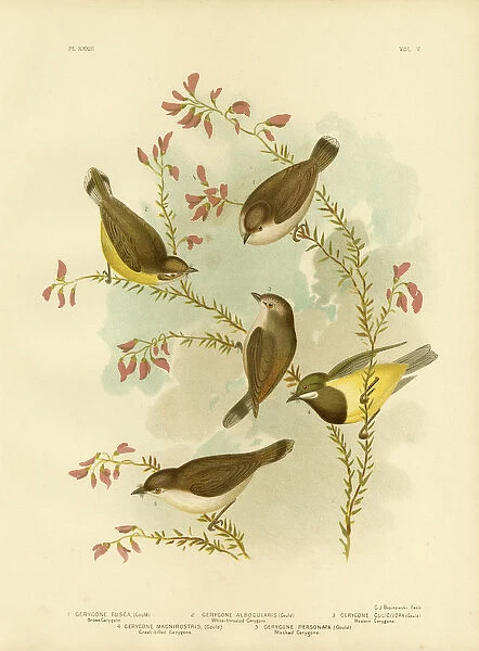 Brown Gerygone, 1891 (colour litho)