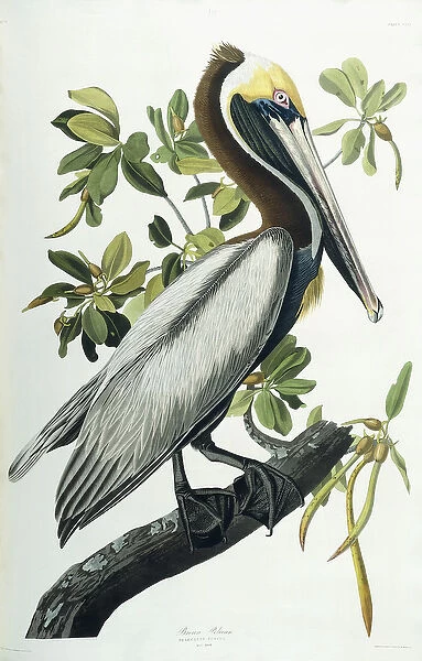 Brown Pelican, 1835 (coloured lithograph)