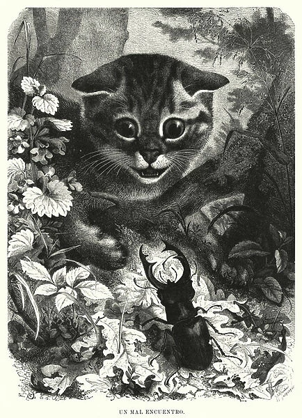 Cat encountering a male stag beetle (litho)
