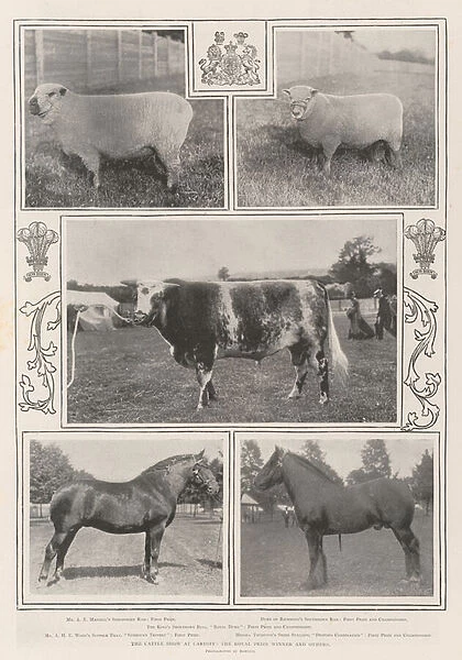 The Cattle Show at Cardiff, the Royal Prize Winner and others (b  /  w photo)