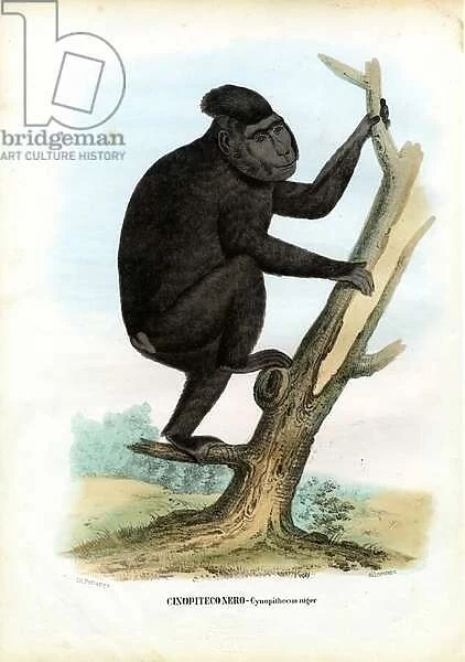Celebes Ape, 1863-79 (colour litho)