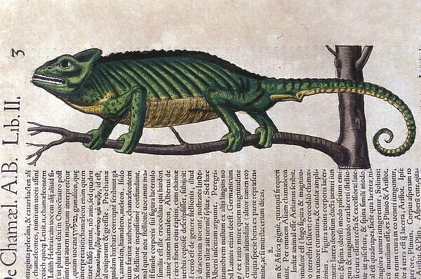 The chameleon after Historiae animalium by Konrad Gesner, Tiguri, 1555. Bibl